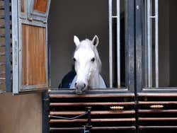 École espagnole d'équitation de Vienne