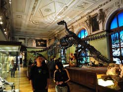 Le musée d'histoire naturel